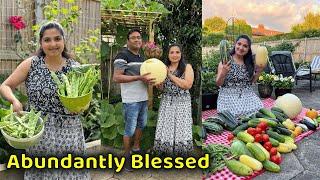 MASSIVE DESI VEGETABLE HARVEST London | Organic Kitchen Garden Harvesting in UK #gardentour #harvest