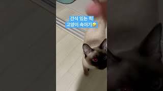 간식 있는 척 고양이 속여보기 #shorts