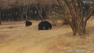 Sloth Bear with Two young cubs crossing Track in Ranthambore guide vipul Jain