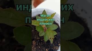 Магия индейских племён #растения #лечит #магия #garden