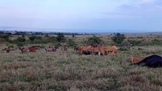 Lions take down two buffalos next to a hyena den