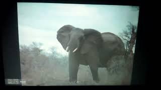 MGM Television/Ivan Tors Films/CBS Television Network (1966)