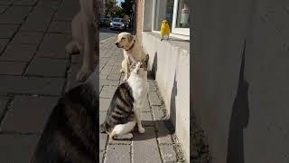 A Canary's Balcony Adventure: Perched Between a Cat and a Dog!  #funny #cute