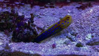 Blue Spot Jawfish VS Diamond Goby