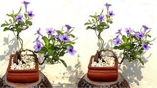 Unexpectedly Ruellia Tuberosa Growing By The Roadside Posing Beautiful Flowering Bonsai