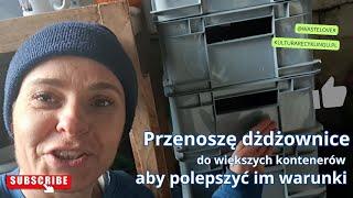 Przenoszę dżdżownice kalifornijskie do większych pojemników.