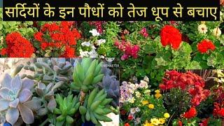 फरवरी की तेज धूप से इन पौधों को बचाएं ll how to take care winter plants in hard sun ll 