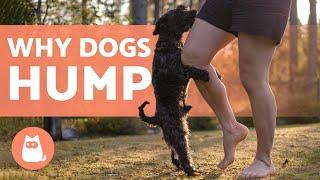 Why Does My DOG HUMP ME?  (Causes and What to Do)