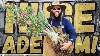 Repotting This MASSIVE Adenium! | Step-by-Step Guide Guide!