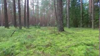 Low Flight Between Trees In Forest 4 - cutestockfootage.com