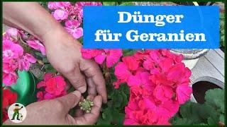 Dünger für Geranien