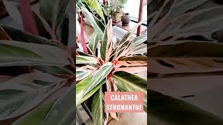 Calathea Stromanthe / 칼라데아 스트로만테