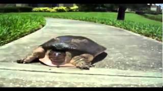 Diese Schildkröte kann rennen - WEB.DE.flv