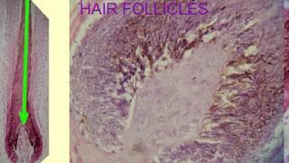 HAIR FOLLICLES