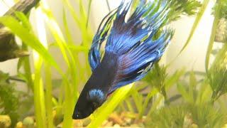 Pez betta azul, armando pecera, acuario plantado y vieja del agua albina.