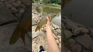 Carp #commoncarp