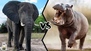 ELEPHANT VS HIPPOPOTAMUS - Who Would Win This Heavy Fight?