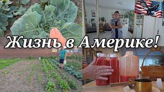 БЕДА В ОГОРОДЕ!!! ДЕЛАЮ ЗАГОТОВКИ НА ЗИМУ .