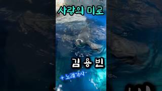사랑은 알 수 없어요~ #사랑의미로 #김용빈 #트로트 #미스터트롯3 #사랑의콜센타 #트롯 #하이배추