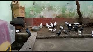 Голуби TJ Душанбе ( pigeons Dushanbe Tajikistan )  смотреть всем, кафтарои Душанбе