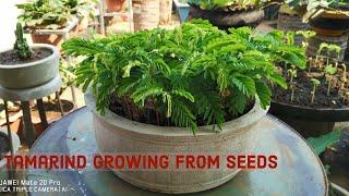 Growing tamarind from the seeds for bonsai