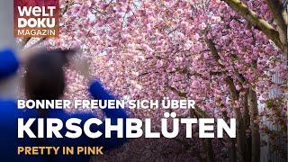 PRETTY IN PINK: Farbenfroher Frühlingstraum in Bonn - Die Kirschblüten-Allee | WELT Doku Magazin