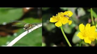 Helft den Bienen und anderen Insekten! Garten Impressionen aus Möllen am Niederrhein!