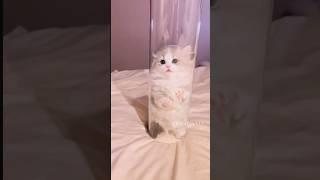 Caught a little kitten. #cute #kitten