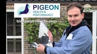 Jos Thoné's Racing Pigeon Secrets .