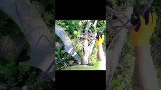 Home Owners & Chainsaws️    #treeclimbing #treeclimber