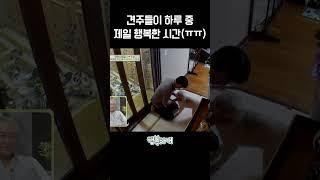 강아지 키우고 싶어지는 영상