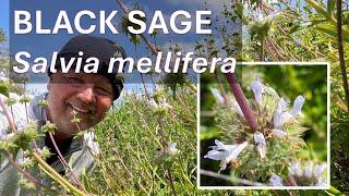 CALIFORNIA BLACK SAGE Salvia mellifera in Coto de Caza, Orange County