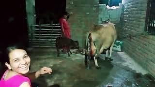 small dairy farm/हमारा छोटासा cow फार्म/ଆମ ଗାଇ ଫାର୍ମ