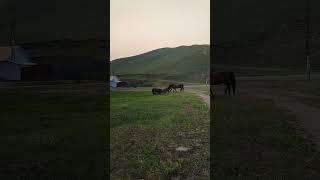 Встреча двух жеребцов, кто кого!? Село Калга #лошади #кони #калга #забайкальскийкрай