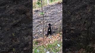 Red Fox in the Wild | Stunning Wildlife Footage
