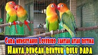 CARA MUDAH MEMBEDAKAN JENIS LOVEBIRD JANTAN DAN BETINA BERDASARKAN BENTUK BULU DADA