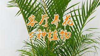 客厅养花有门道，这5种植物让家变“氧吧”！