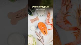 Натуральное питание для собак: как кормить?