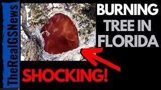 ***BREAKING*** FIRE BURNING INSIDE A TREE