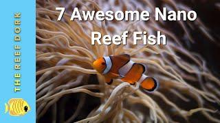 Top 7 Nano Reef Fish