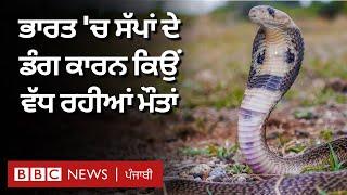 Snakebite cases: ਭਾਰਤ 'ਚ ਸੱਪਾਂ ਦੇ ਡੰਗ ਕਾਰਨ ਮੌਤਾਂ ਵਧਣ ਦਾ ਕਾਰਨ ਕੀ, ਸੱਪ ਕਿਉਂ ਬਣ ਰਹੇ ਖ਼ਤਰਾ| 𝐁𝐁𝐂 𝐏𝐔𝐍𝐉𝐀𝐁𝐈