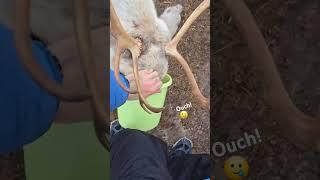 #very #hungry #reindeer #animals #animallover #travel #awesome #videooftheday