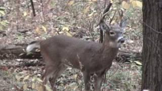 6 Point Buck In Rut And Grunting