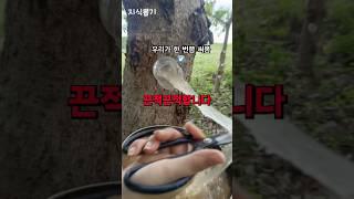 나무에서 나오는 끈적끈적한 수액