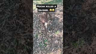 My dog killed a squirrel #doghumor #dogparents #familyvlog #funnyvideos #dogsofinstagram #funnydogs