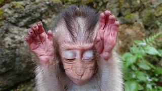 Baby Monkey