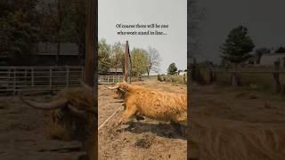 #michigan #beef #farming  #prepare for fly #season
