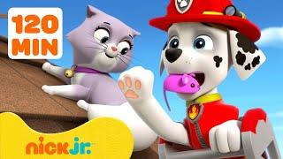 PAW Patrol Baby Animals Rescues & Adventures! w/ Marshall #3  2 Hours | Nick Jr.