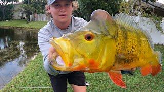 FLY FISHING BIG Peacock Bass