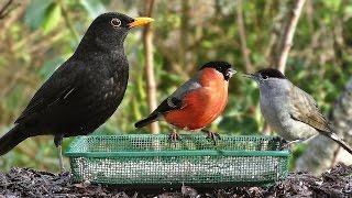 Garden Birds - Oiseaux de Jardin - Gartenvögel - Tuinvogels - Trädgårdsfåglar